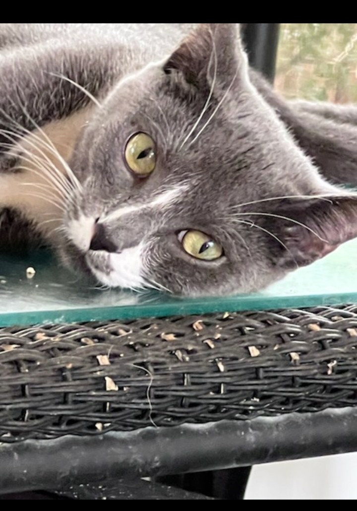 Enlarge GRAYSON aka "Casanova", a Adopted mixed breed in Pompano Beach, FL image 2/4