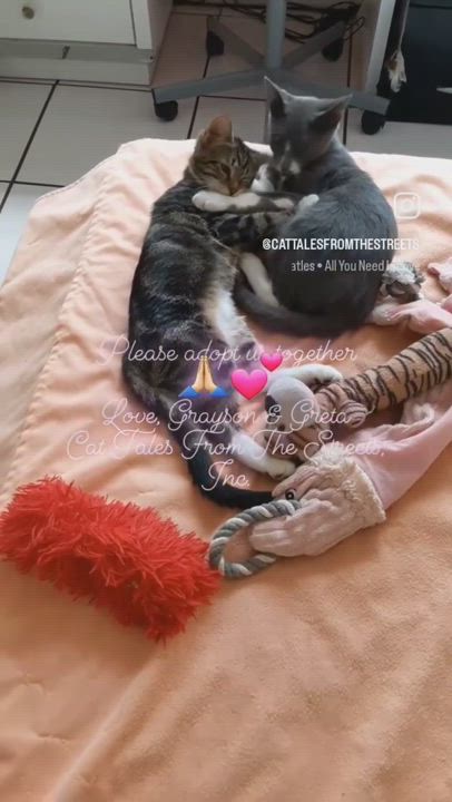 Enlarge GRAYSON aka "Casanova", a Adopted mixed breed in Pompano Beach, FL video 3/4