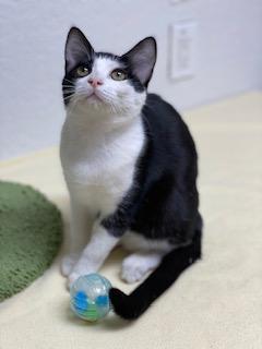 Hydrox, an adoptable Domestic Short Hair in Pasco, WA, 99301 | Photo Image 2
