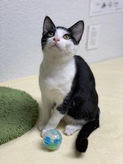 Hydrox, an adoptable Domestic Short Hair in Pasco, WA, 99301 | Photo Image 3