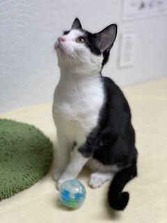 Hydrox, an adoptable Domestic Short Hair in Pasco, WA, 99301 | Photo Image 4