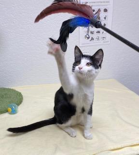 Hydrox, an adoptable Domestic Short Hair in Pasco, WA, 99301 | Photo Image 1