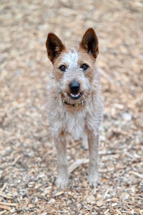 MOANA, Adoptable, Young Female Australian Cattle Dog / Blue Heeler & Jack Russell Terrier.