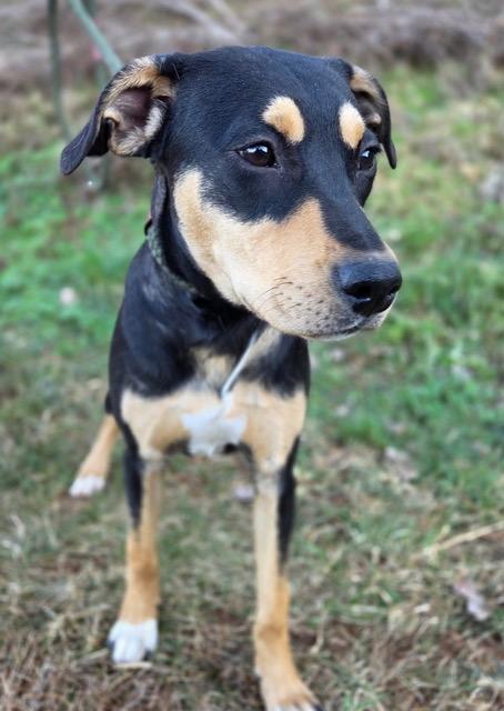 Enlarge Briele, an adopted Australian Kelpie in Franklin, NC image 1/2