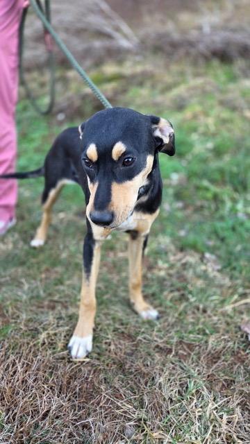 Enlarge Briele, an adopted Australian Kelpie in Franklin, NC image 2/2
