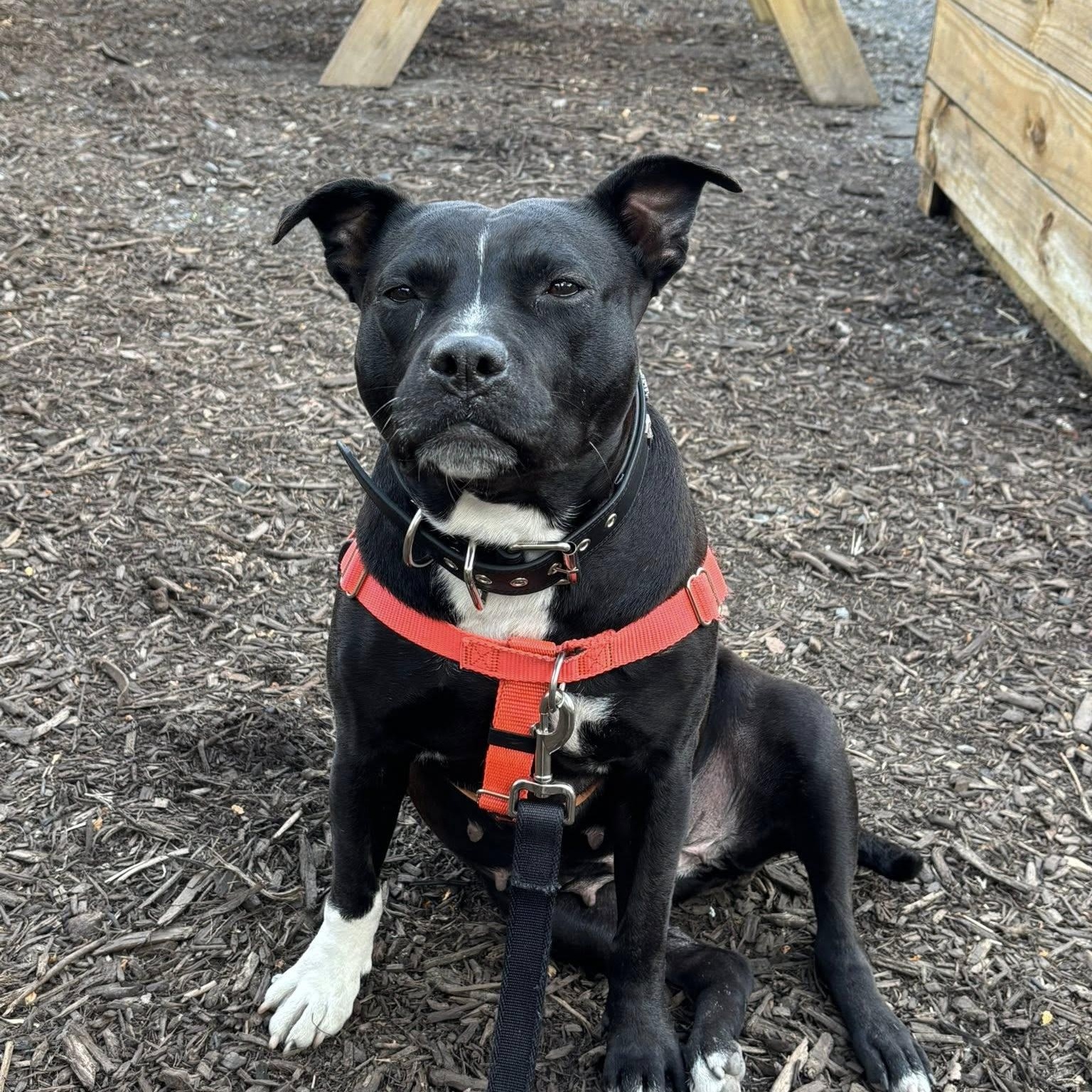 Mae, a Adoptable Pit Bull Terrier in Philadelphia, PA image 5/6