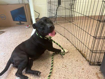 Mae, a Adoptable Pit Bull Terrier image 1/2