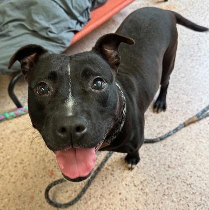 Mae, a Adoptable Pit Bull Terrier image 2/2