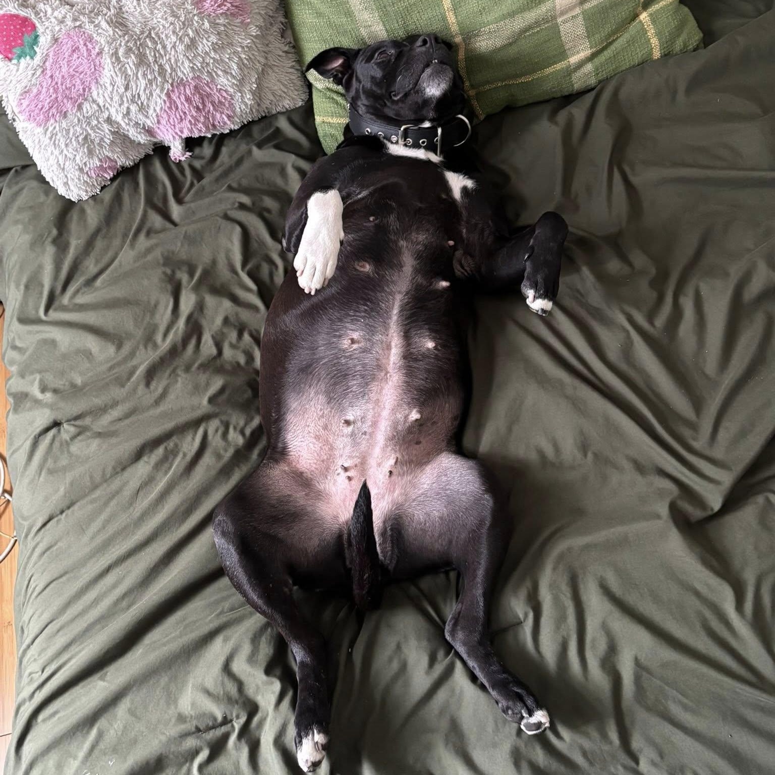 Mae, a Adoptable Pit Bull Terrier in Philadelphia, PA image 2/6