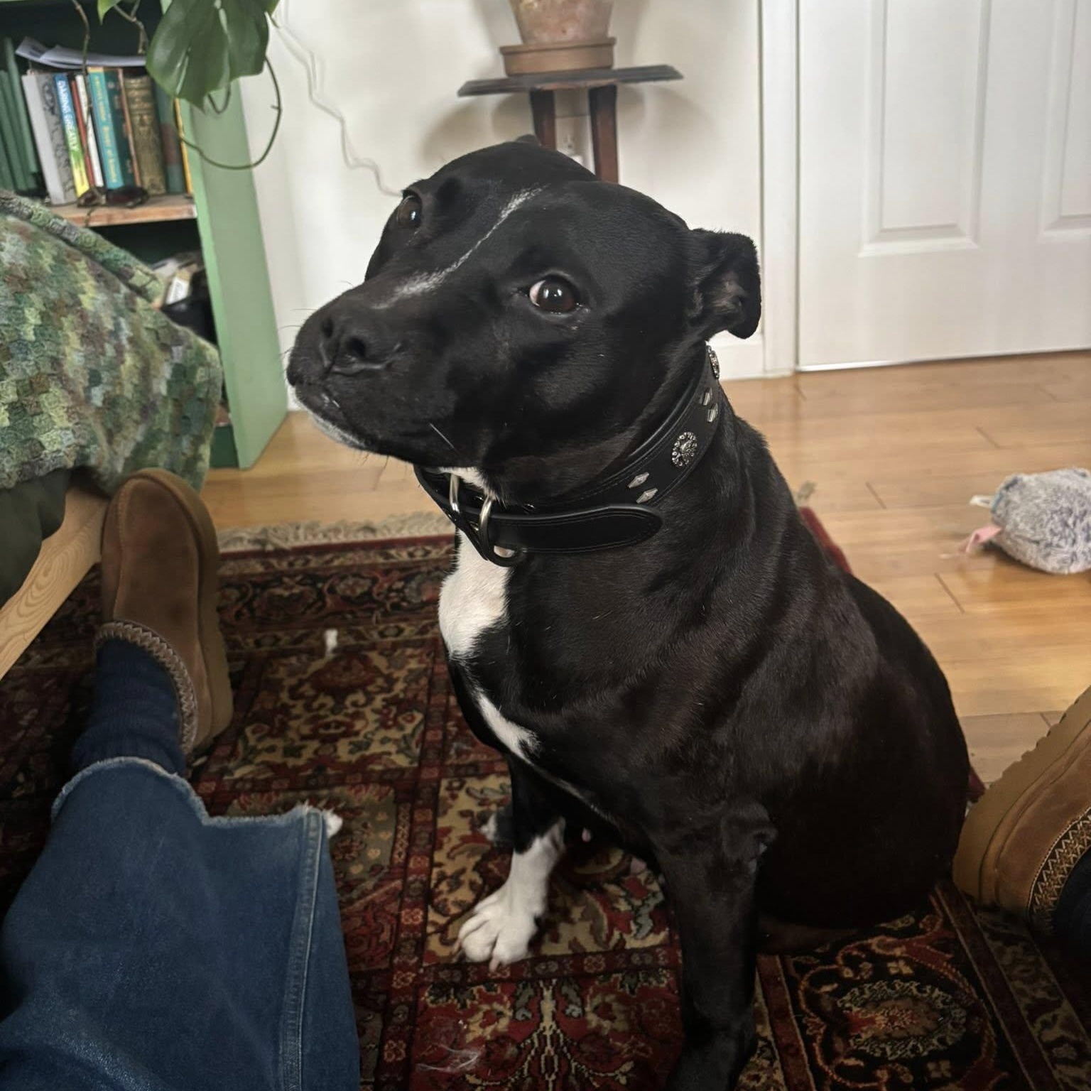 Mae, Adoptable, Adult Female Pit Bull Terrier.