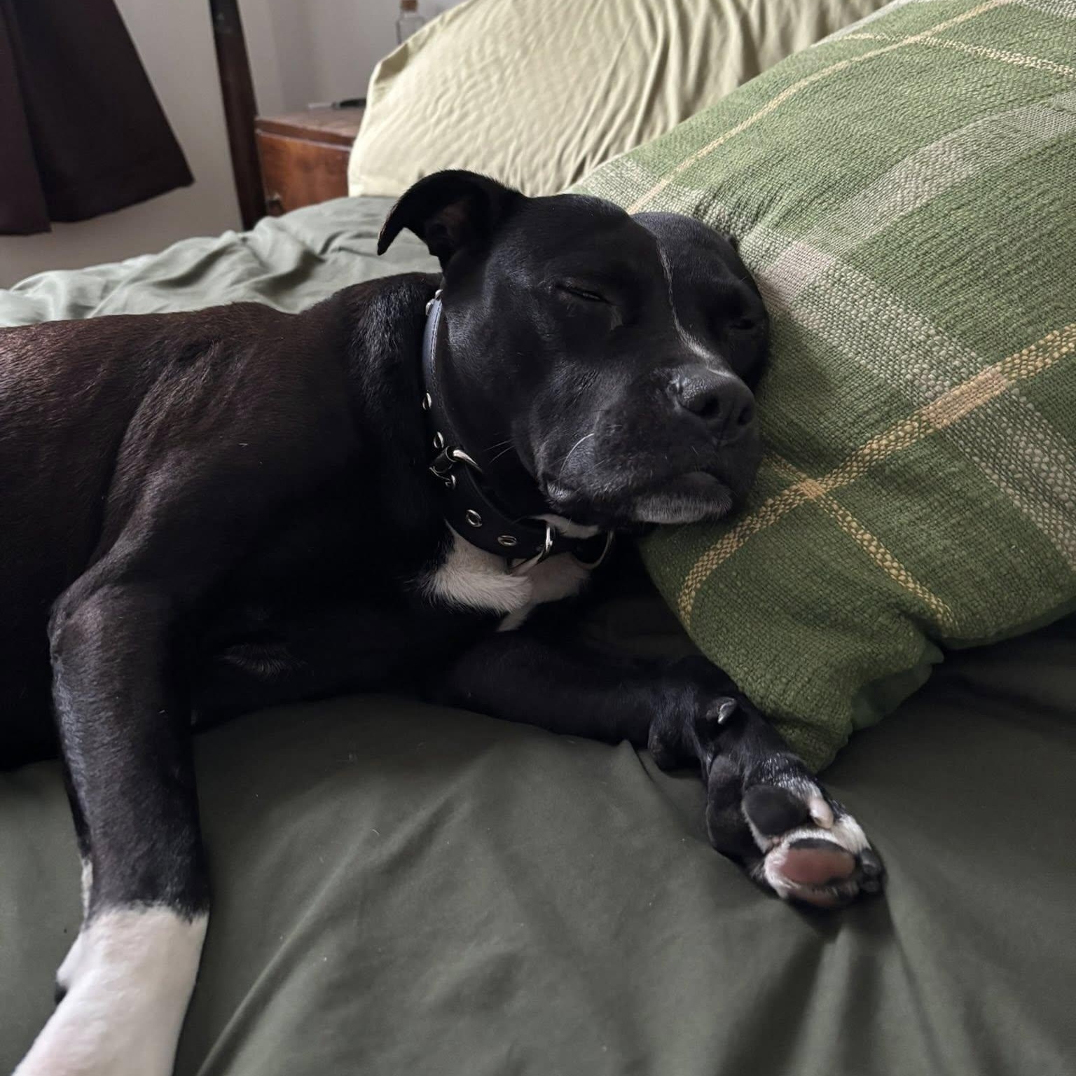 Mae, a Adoptable Pit Bull Terrier in Philadelphia, PA image 4/6
