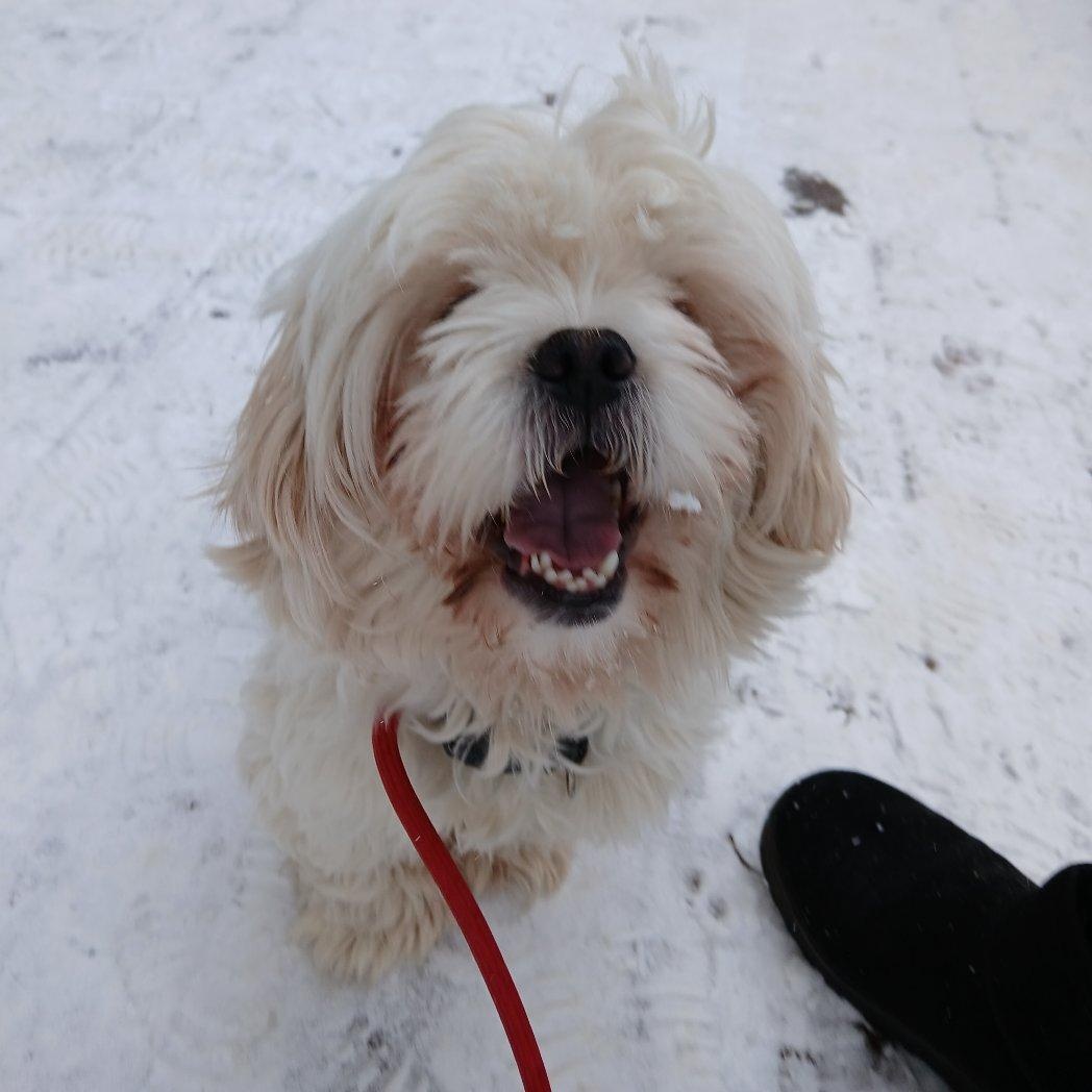 Winston , adopted, Young Male Shih poo.