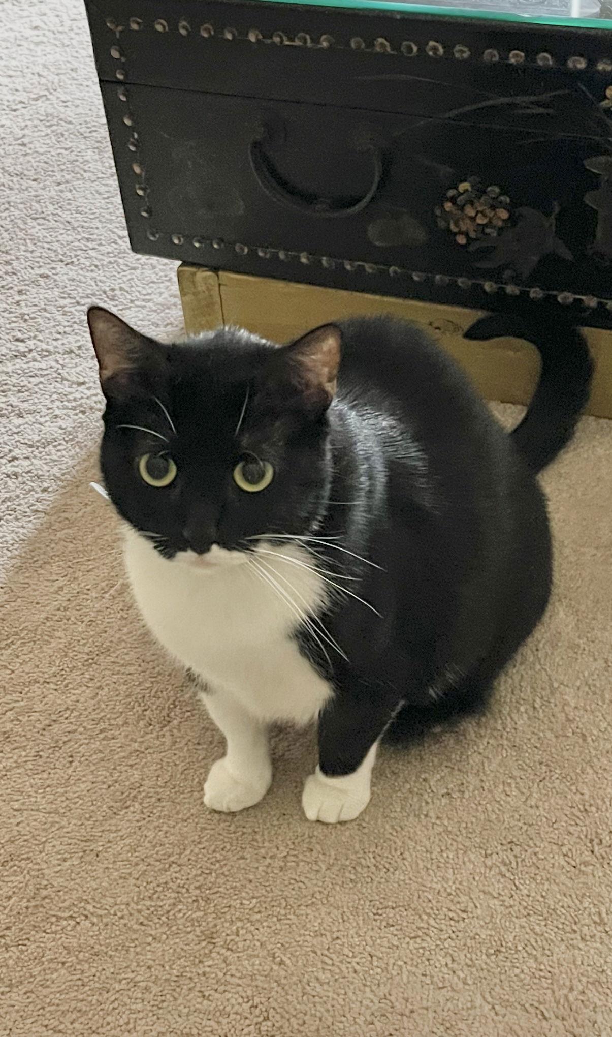 Enlarge Johnny Billy-courtesy post, a Adoptable mixed breed in Laguna Niguel, CA image 1/1