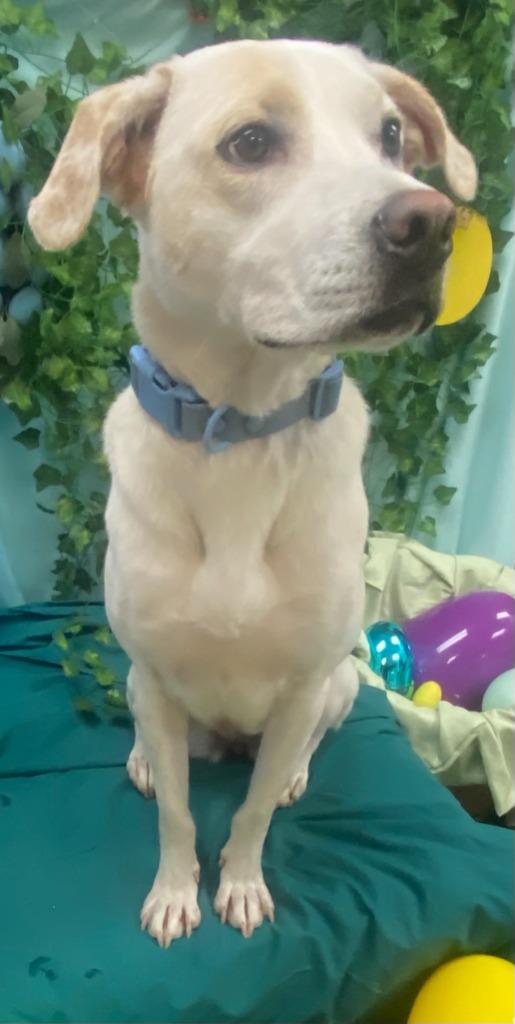 Enlarge Phoebe, a Adoptable mixed breed in Bryant, AR image 1/6