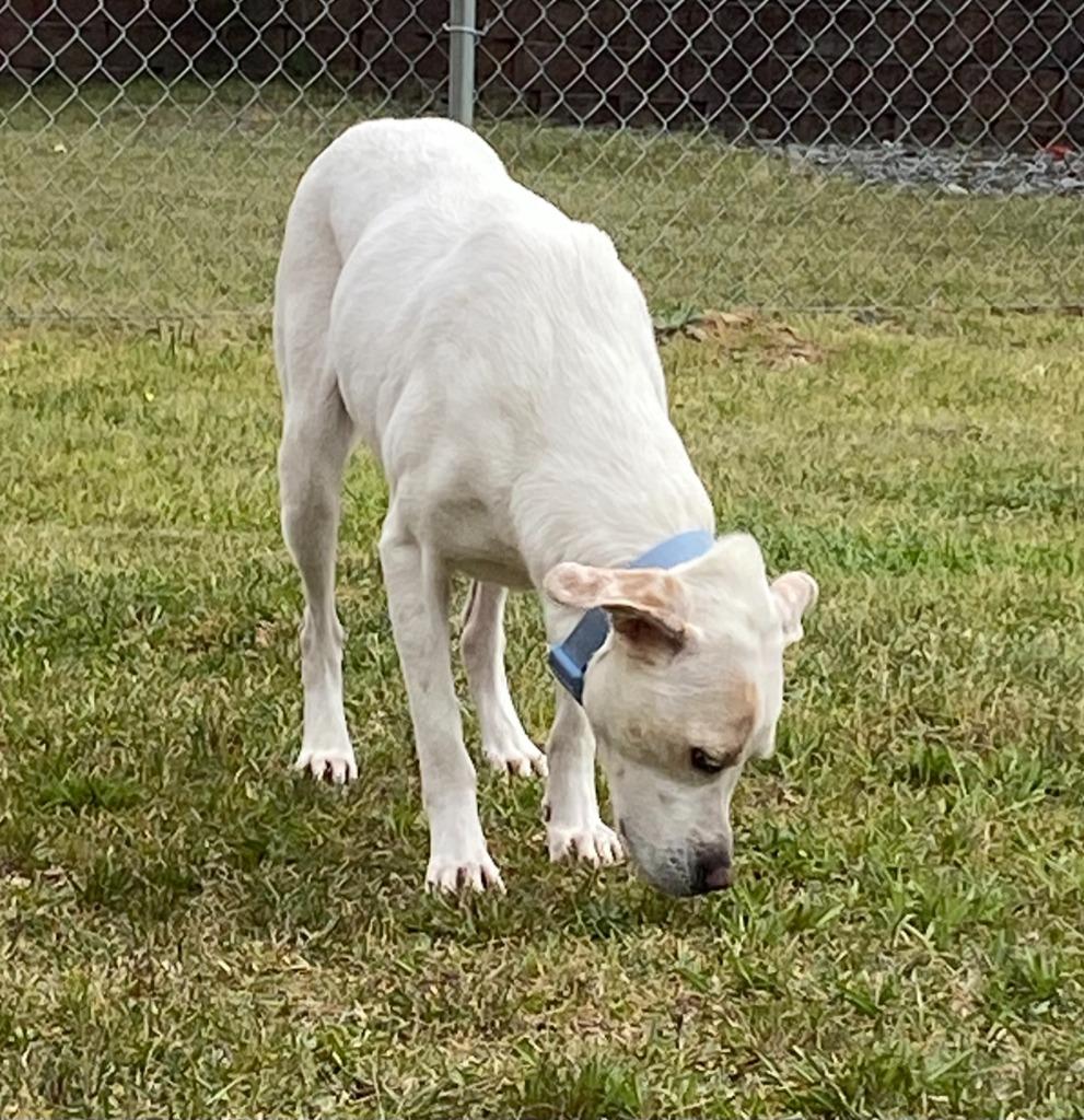 Enlarge Phoebe, a Adoptable mixed breed in Bryant, AR image 2/6