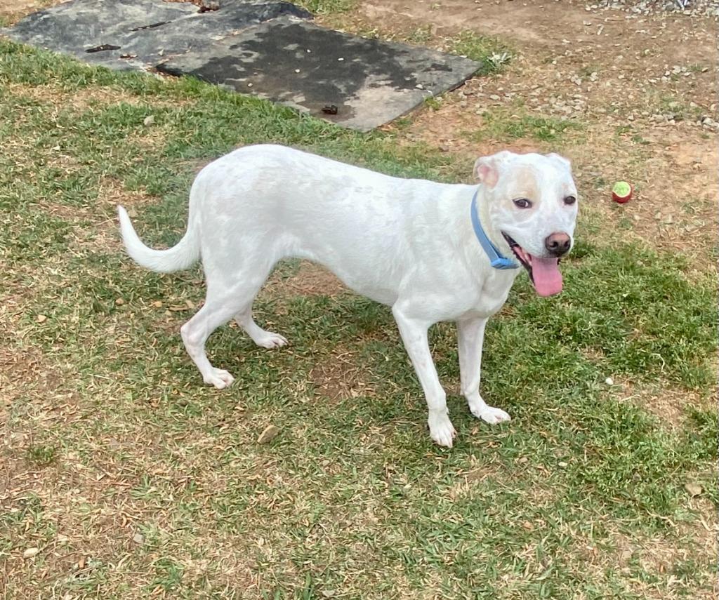 Enlarge Phoebe, a Adoptable mixed breed in Bryant, AR image 3/6