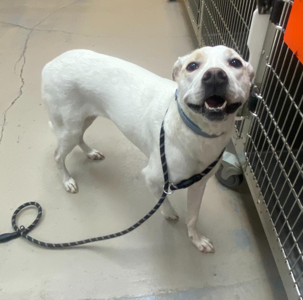 Enlarge Phoebe, a Adoptable mixed breed in Bryant, AR image 4/6