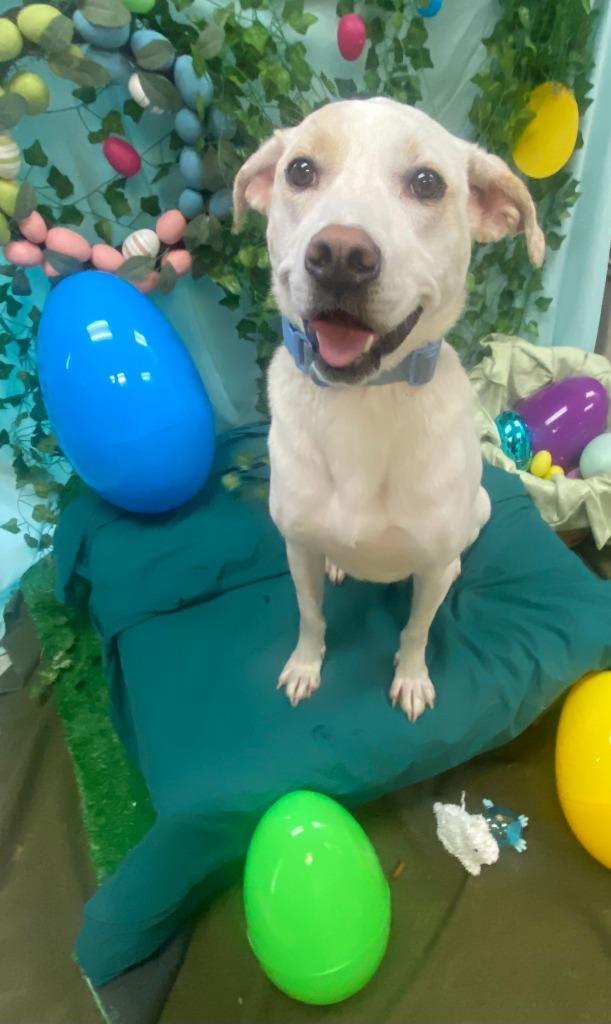 Enlarge Phoebe, a Adoptable mixed breed in Bryant, AR image 5/6