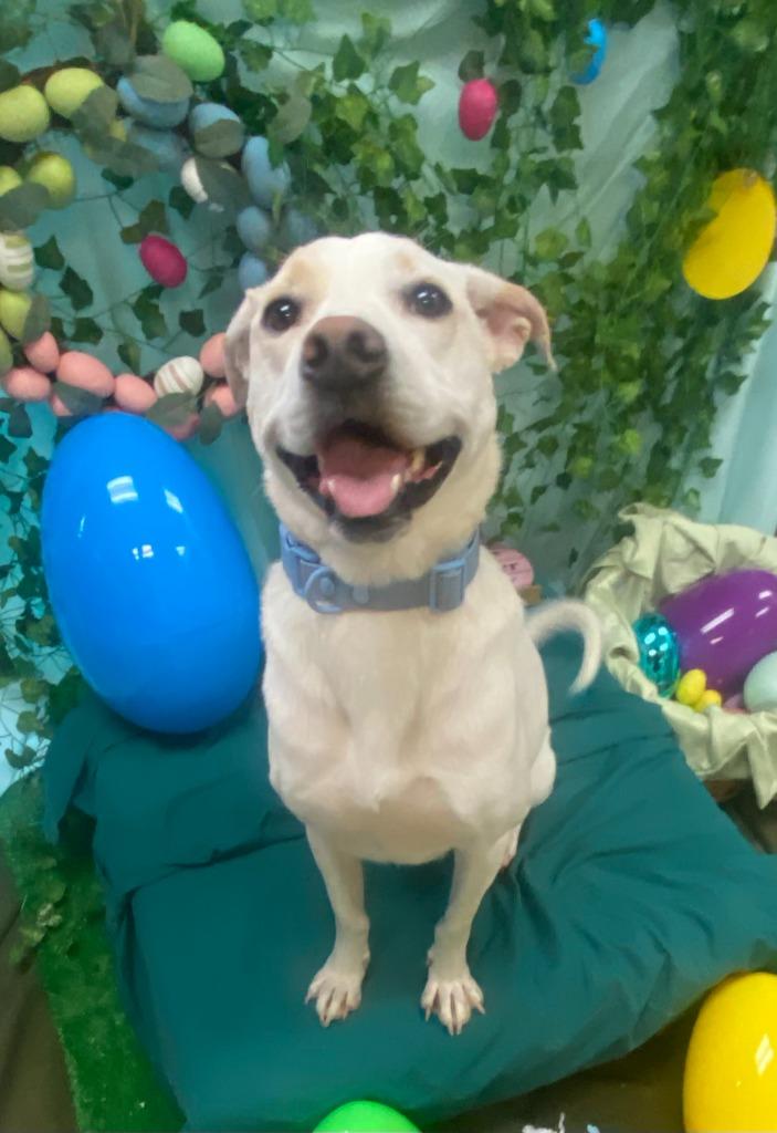 Enlarge Phoebe, a Adoptable mixed breed in Bryant, AR image 6/6