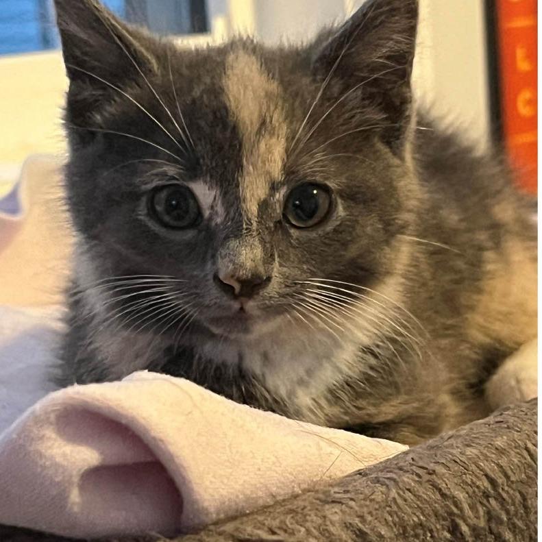 Pearle, Adoptable, Kitten Female Domestic Short Hair.