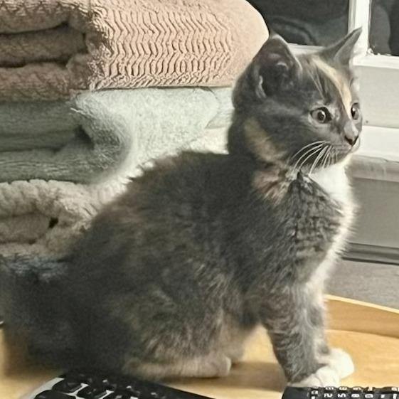 Enlarge Pearle, a Adoptable Domestic Short Hair in Richmond, VA image 2/4