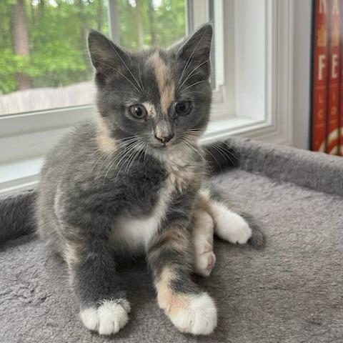 Enlarge Pearle, a Adoptable Domestic Short Hair in Richmond, VA image 3/4