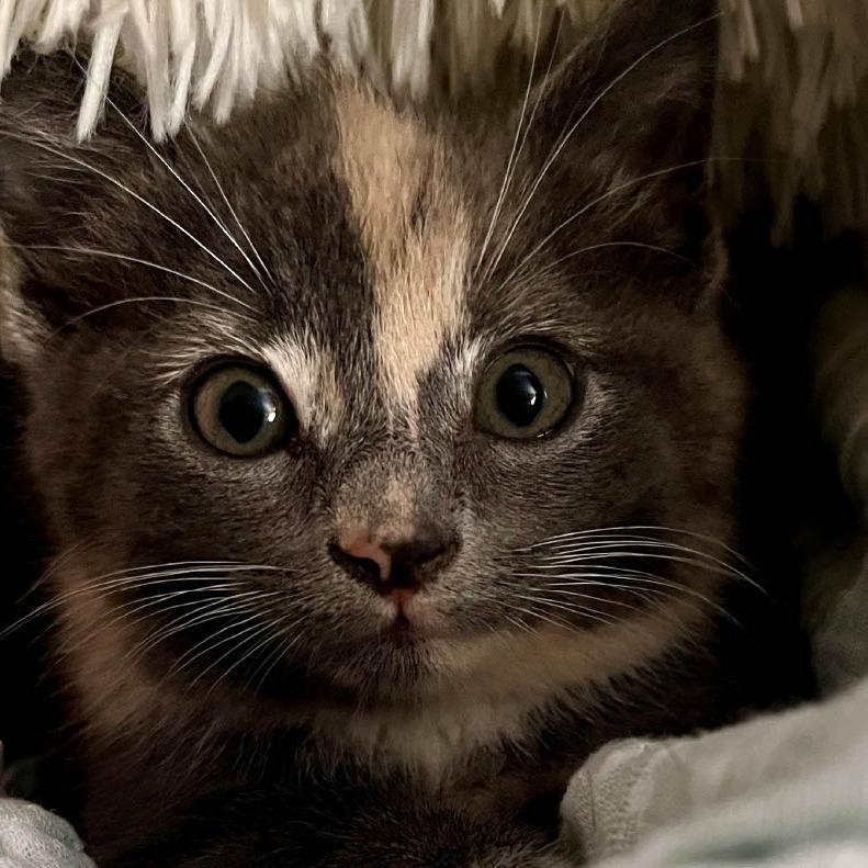 Enlarge Pearle, a Adoptable Domestic Short Hair in Richmond, VA image 4/4