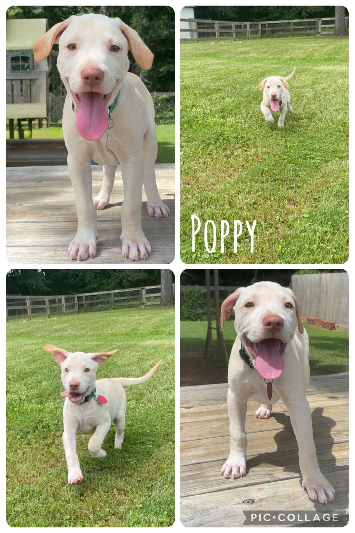 Poppy, Young Female Labrador Retriever