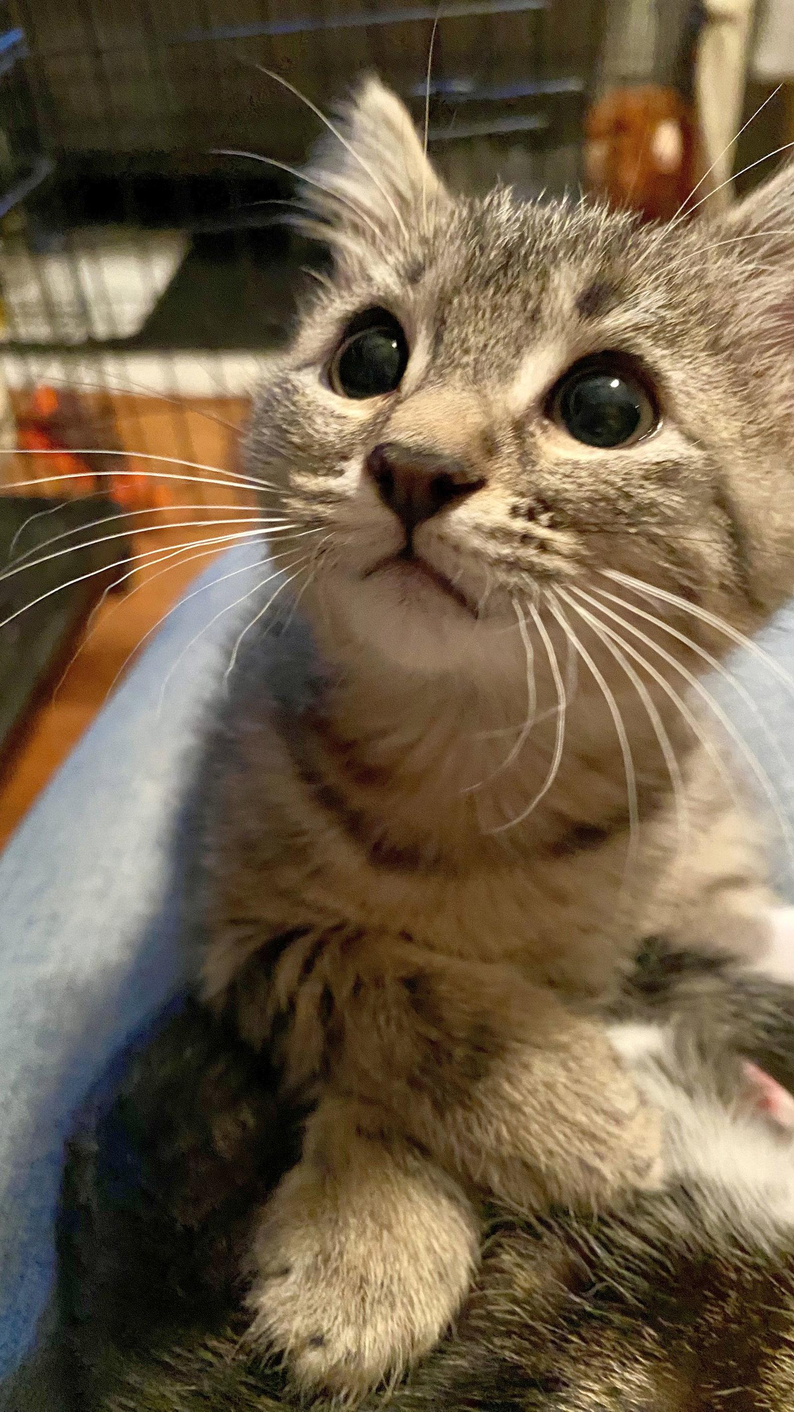 Enlarge Romeo, a Adopted Domestic Short Hair in Seal Beach, CA image 1/1