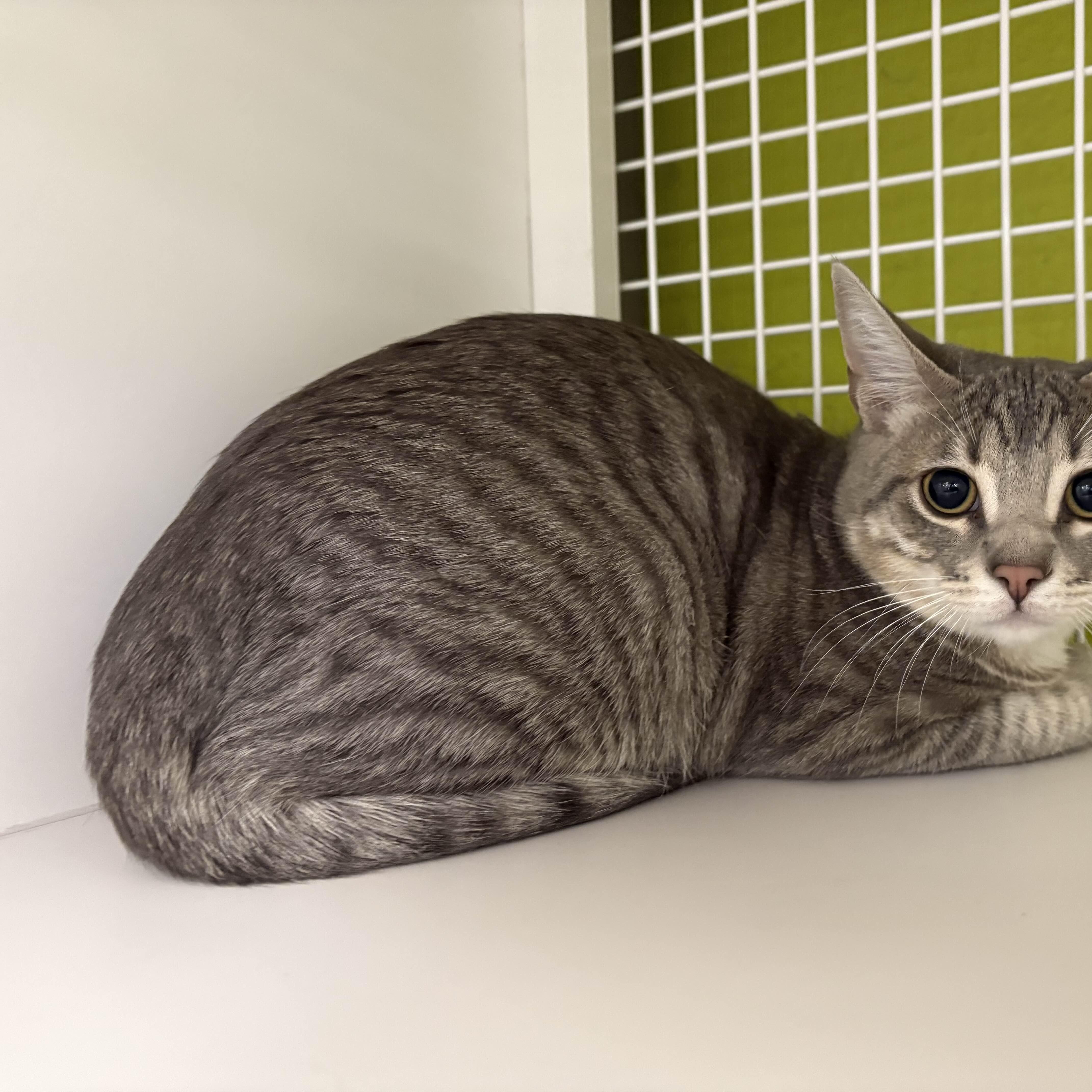 Tina, ADOPTABLE, Kitten Female Extra-Toes Cat / Hemingway Polydactyl.