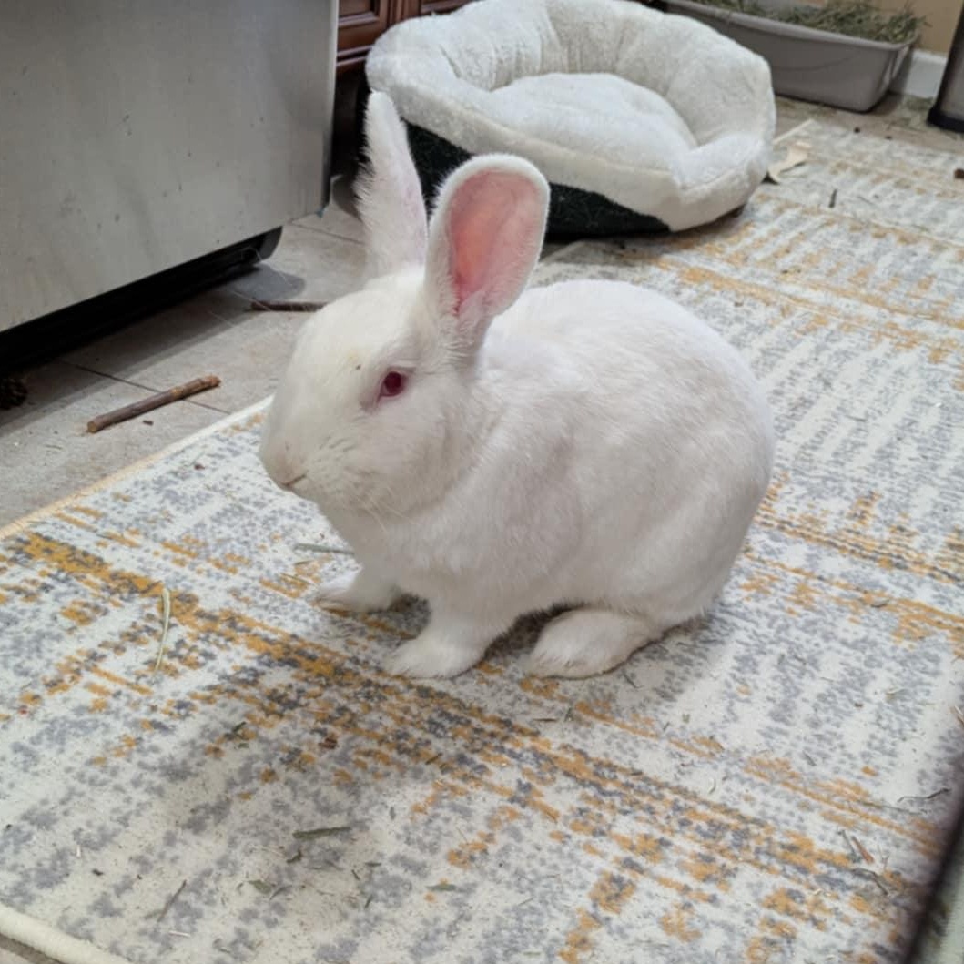 JACQUES (ADULT NEUTERED MALE), Adoptable, Adult Male New Zealand.