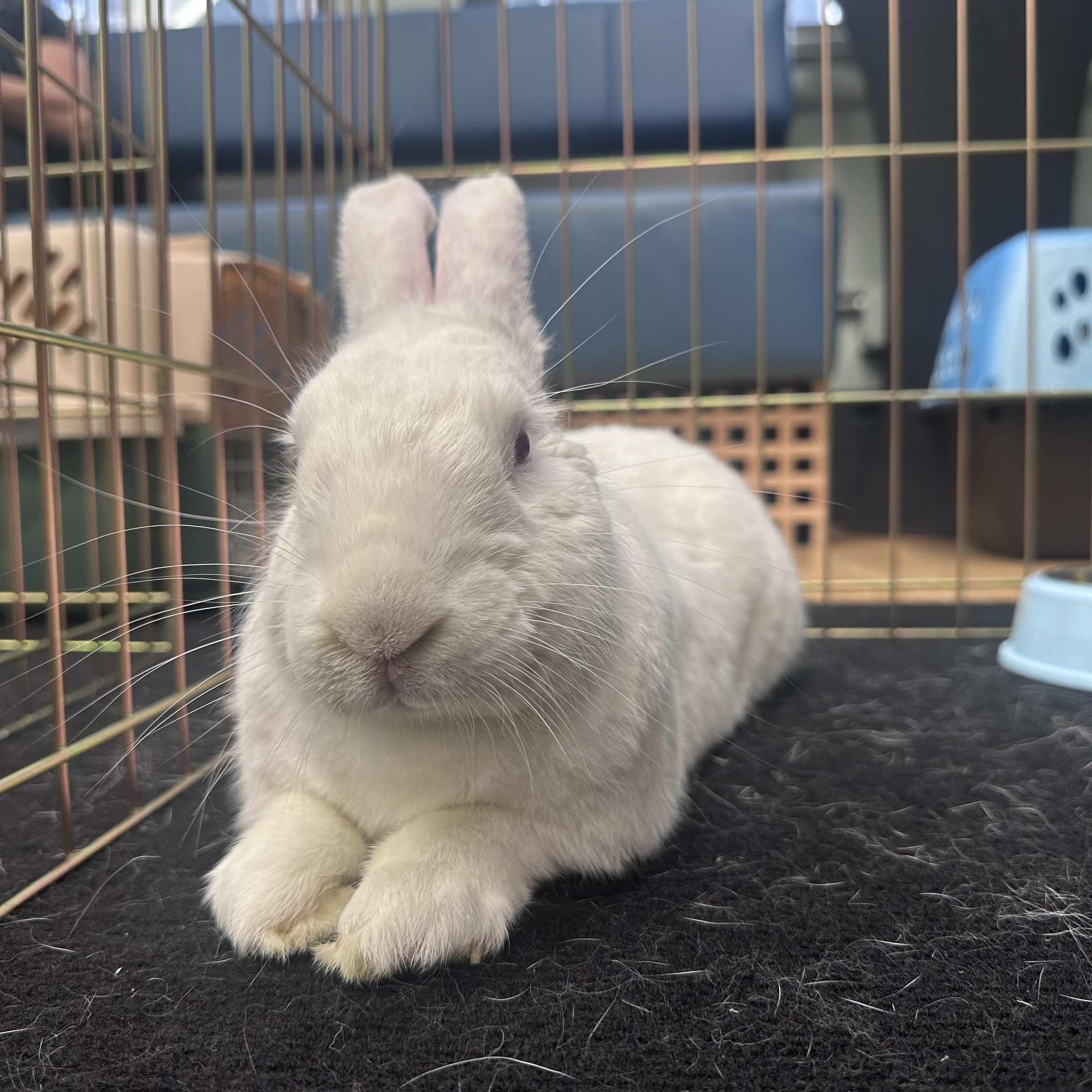 Enlarge JACQUES, an adoptable New Zealand in Forest Hills, NY image 6/6