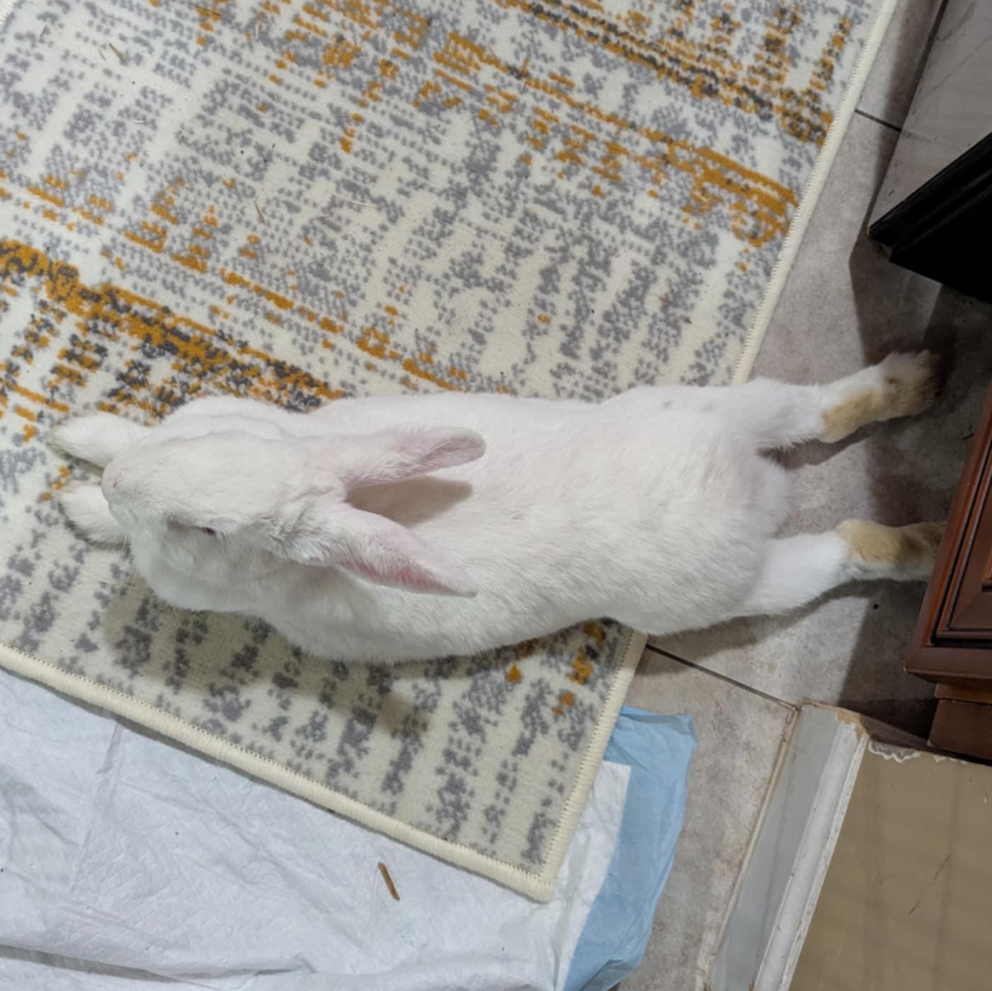 JACQUES (ADULT NEUTERED MALE), a Adoptable New Zealand in Forest Hills, NY image 4/6