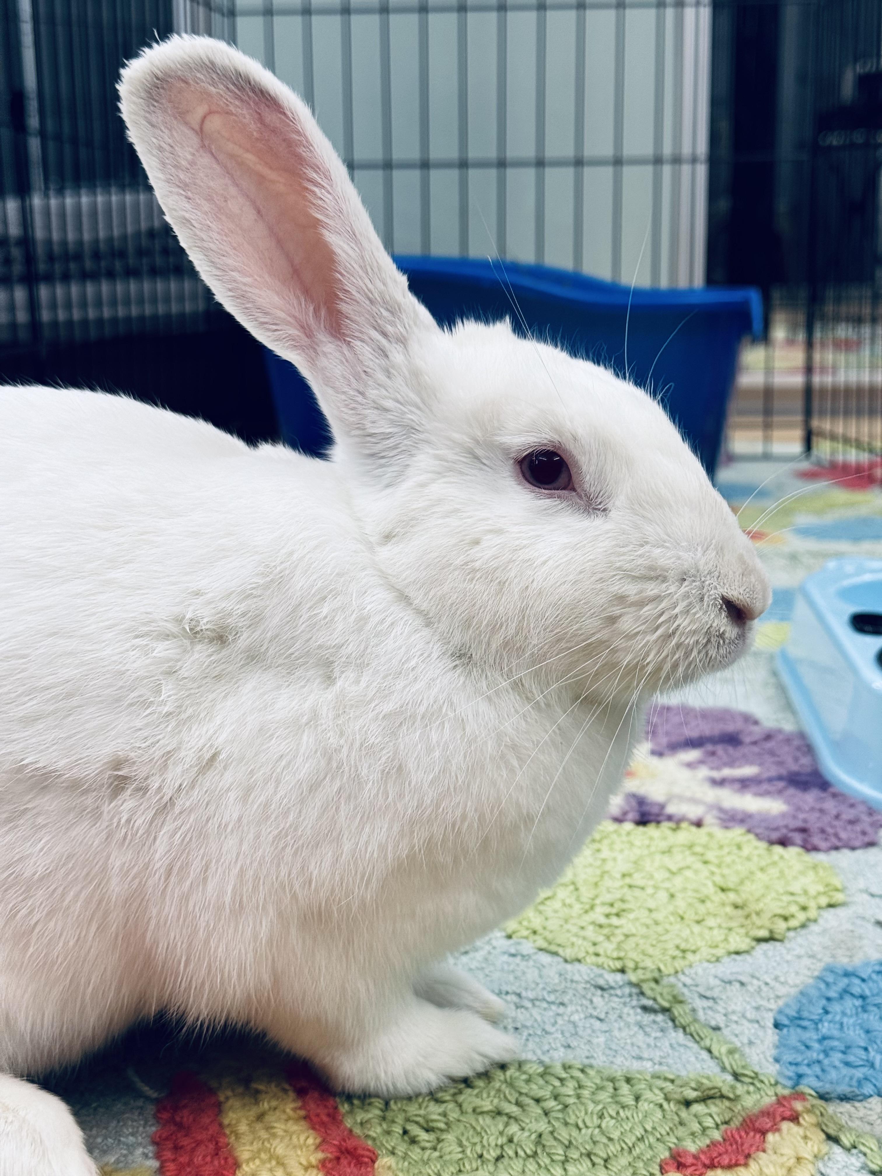 JACQUES (ADULT NEUTERED MALE), a Adoptable New Zealand in Forest Hills, NY image 2/6