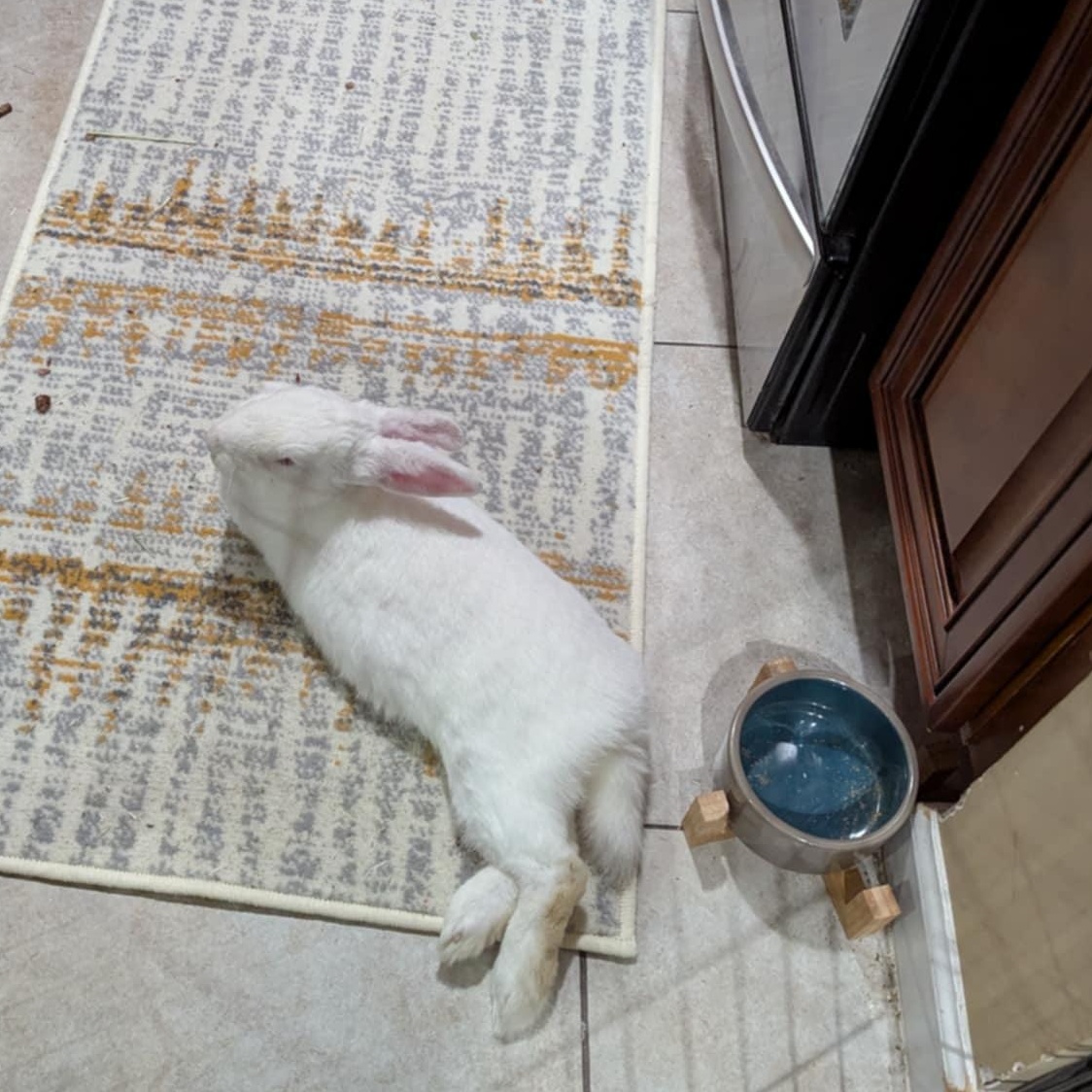 JACQUES (ADULT NEUTERED MALE), a Adoptable New Zealand in Forest Hills, NY image 5/6