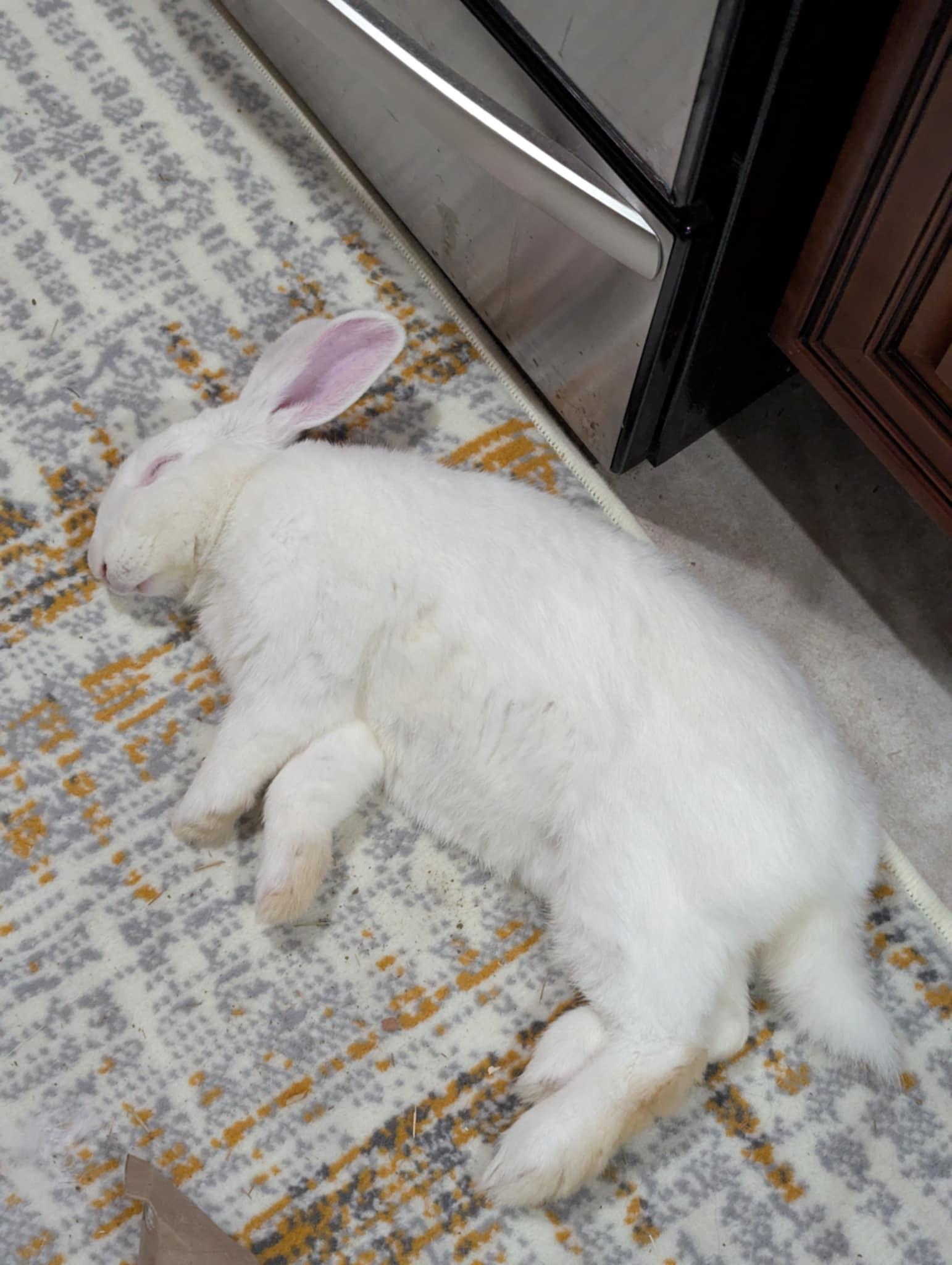 JACQUES (ADULT NEUTERED MALE), a Adoptable New Zealand in Forest Hills, NY image 3/6