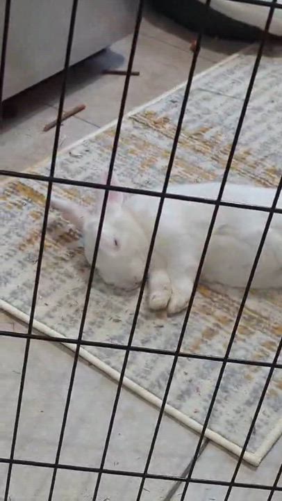 Enlarge JACQUES (ADULT NEUTERED MALE), a Adoptable New Zealand in Forest Hills, NY video 6/6