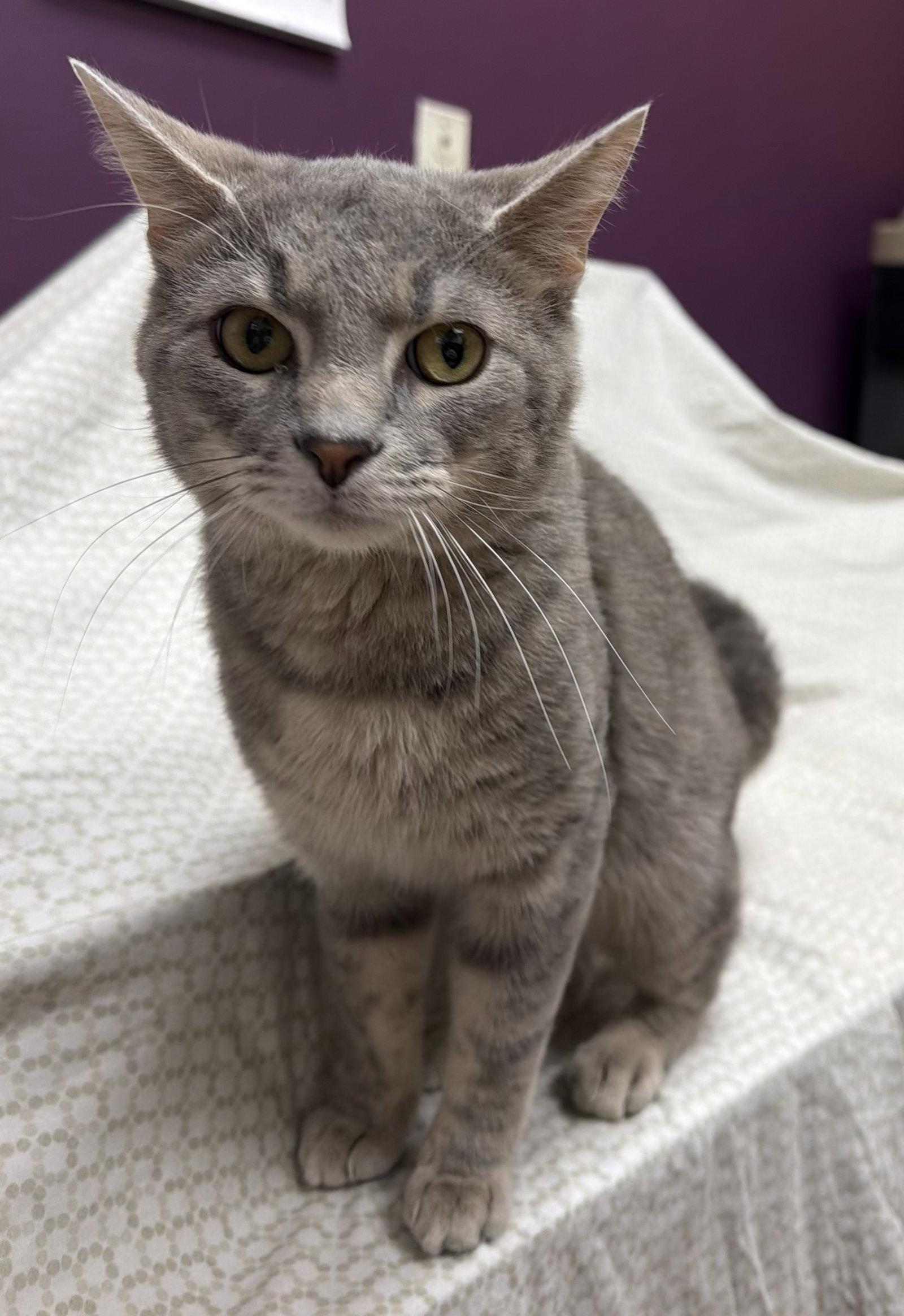 Peter Shaver, Adoptable, Adult Male Domestic Short Hair.