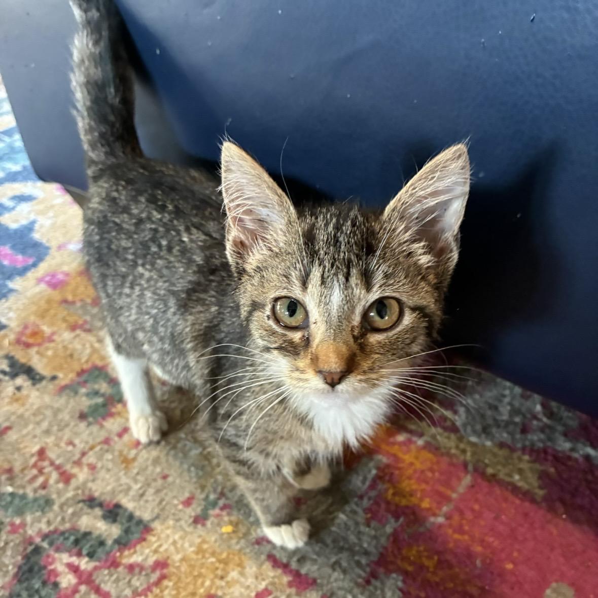 Enlarge Nightmare, a Adoptable Domestic Medium Hair in Akron, OH image 1/1