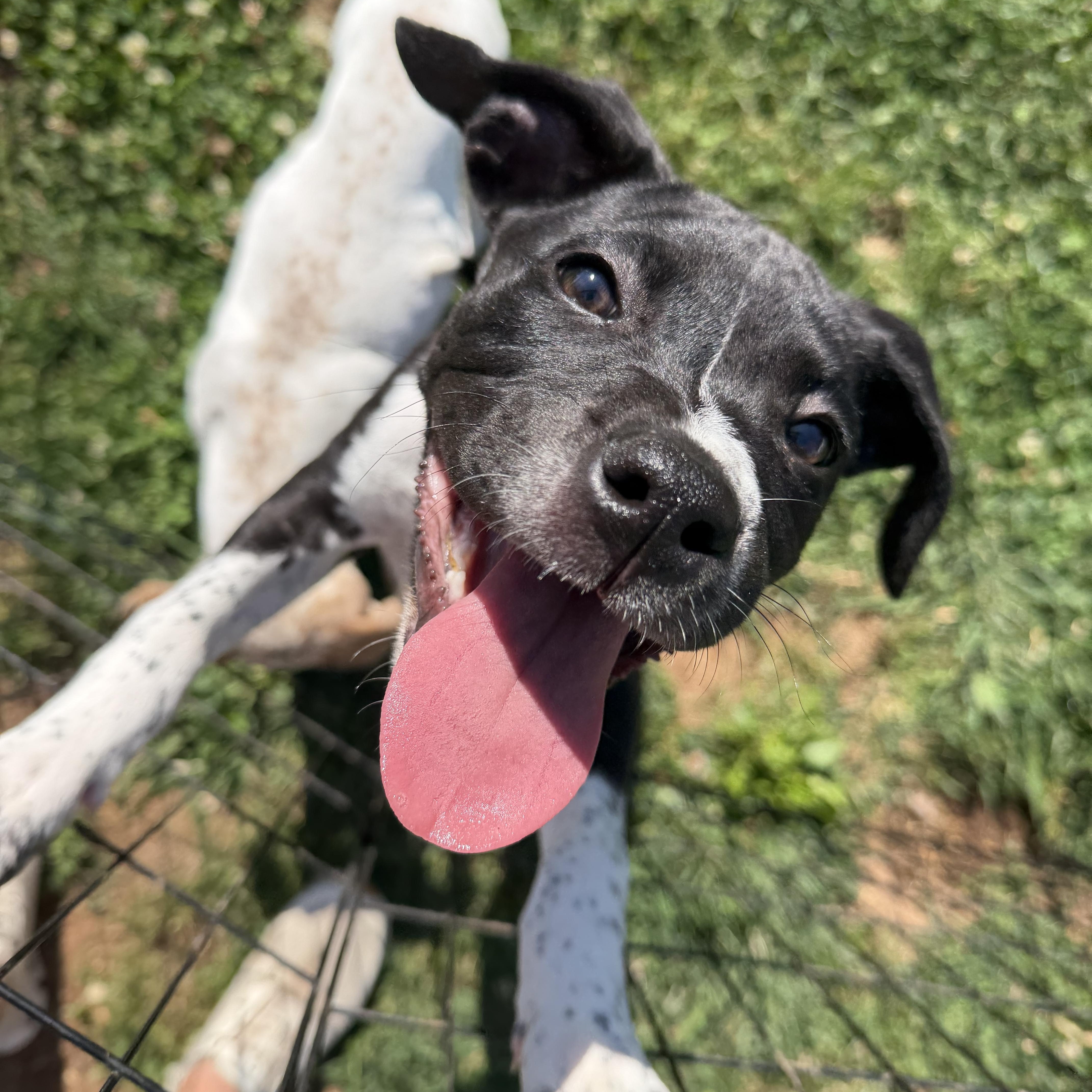 Enlarge Thelma, a Adoptable mixed breed in Smyrna, TN image 3/3