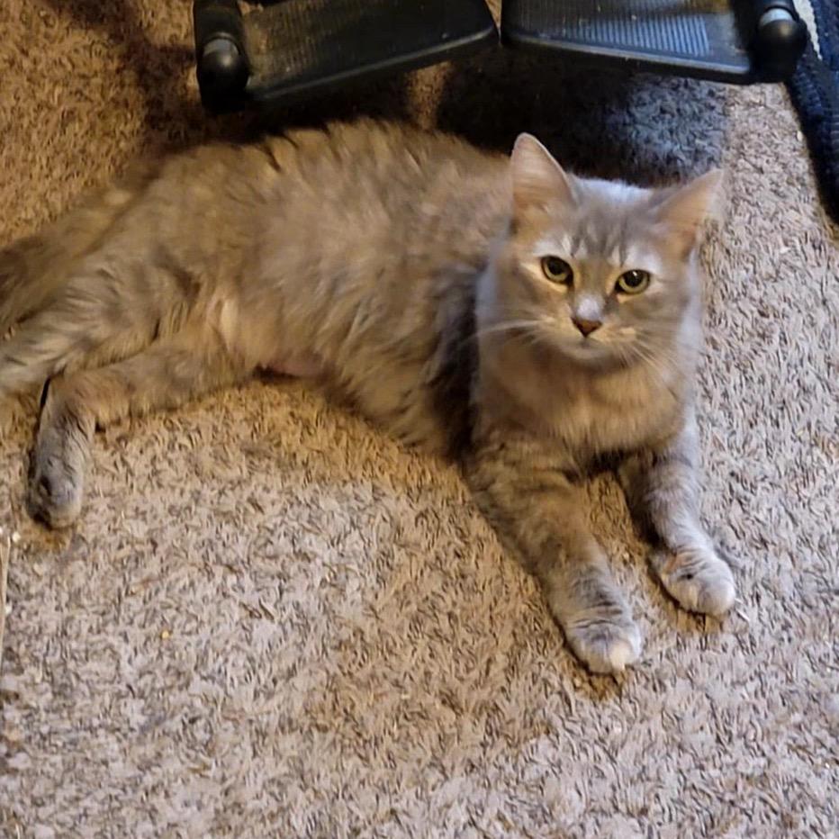 Smokey, Adoptable, Adult Female Domestic Medium Hair.