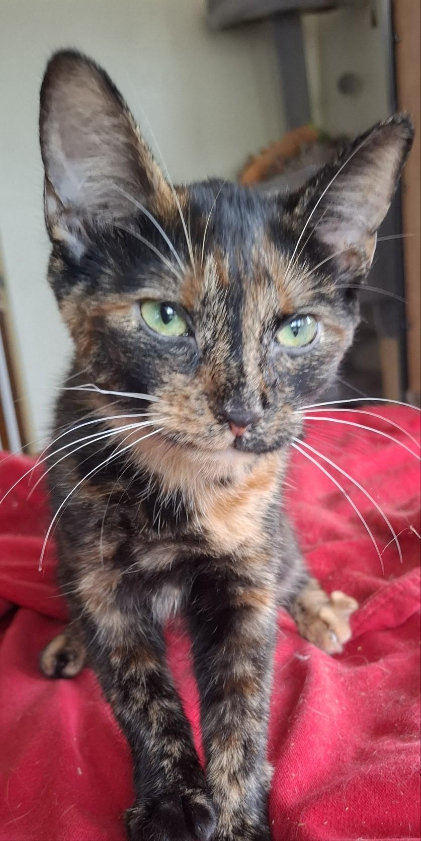 Leah, Adoptable, Young Female Dilute Tortoiseshell.