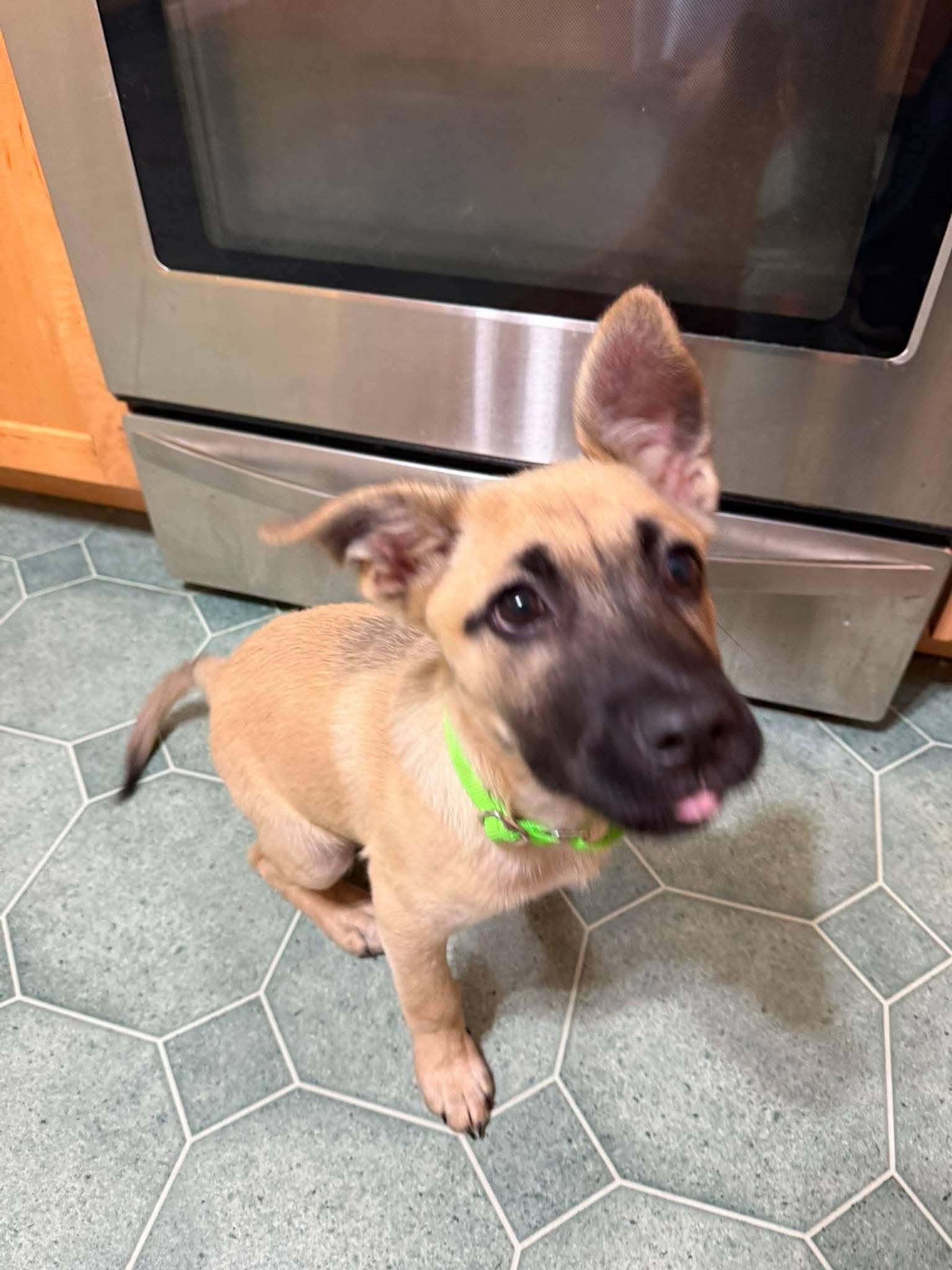 Max, ADOPTABLE, Puppy Male Mixed Breed.