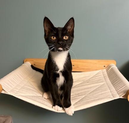 Enlarge WHEN DOVES CRY, a Adoptable Domestic Short Hair in Andover, MN image 3/6