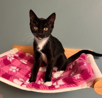 Enlarge WHEN DOVES CRY, a Adoptable Domestic Short Hair in Andover, MN image 2/6