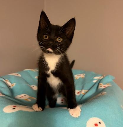 Enlarge WHEN DOVES CRY, a Adoptable Domestic Short Hair in Andover, MN image 5/6