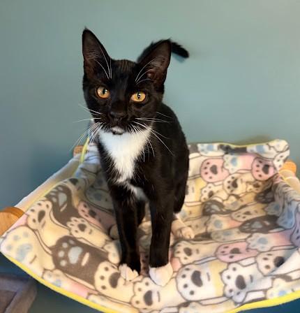 WHEN DOVES CRY, Adoptable, Kitten Female Domestic Short Hair.