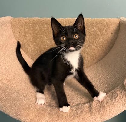 Enlarge WHEN DOVES CRY, a Adoptable Domestic Short Hair in Andover, MN image 4/6