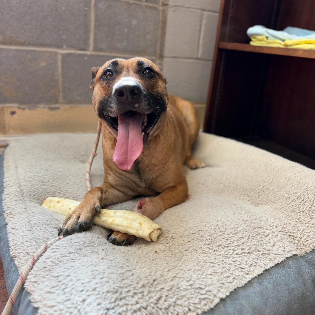 PEACHES, Adoptable, Adult Female Belgian Shepherd / Malinois & Pit Bull Terrier.