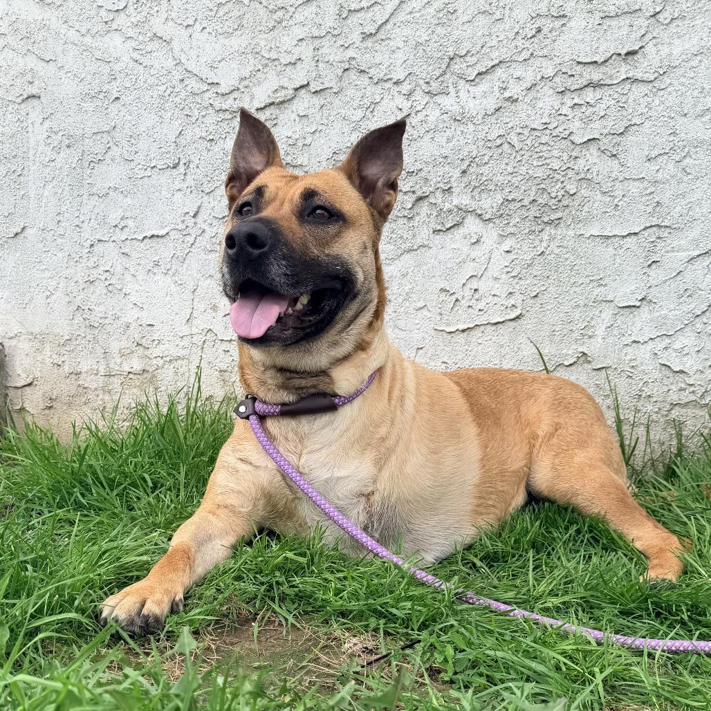 Enlarge PEACHES, a Adoptable mixed breed in Conshohocken, PA image 2/6